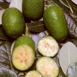 Pineapple Guava  Feijoa Guayaba  del Brasil Фейхоа