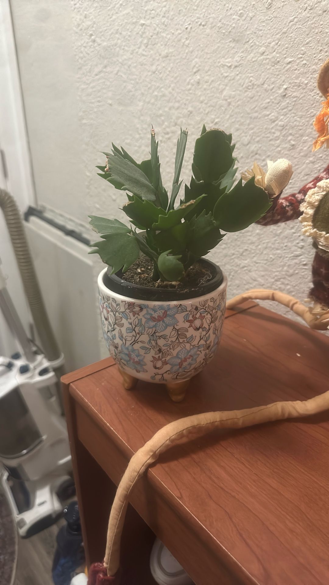 Holiday Cactus 