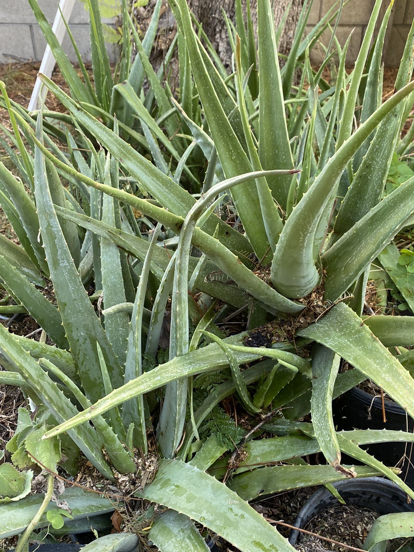 Aloe Vera Plants