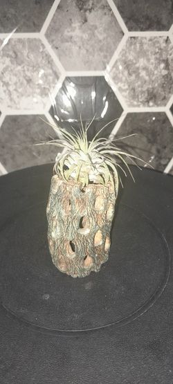 Cholla Cactus Air Plant