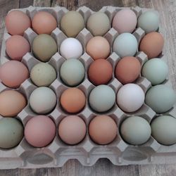 Farm Fresh Eggs/Barnyard Mix Fertile Hatching Eggs (Dual Purpose)