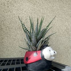 Haworthia Zebra Succulent Plant In A Ladybug Pot.