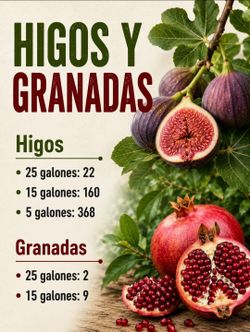 Wholesale Fig & Pomegranate Trees | Higos y Granadas al Por Mayor