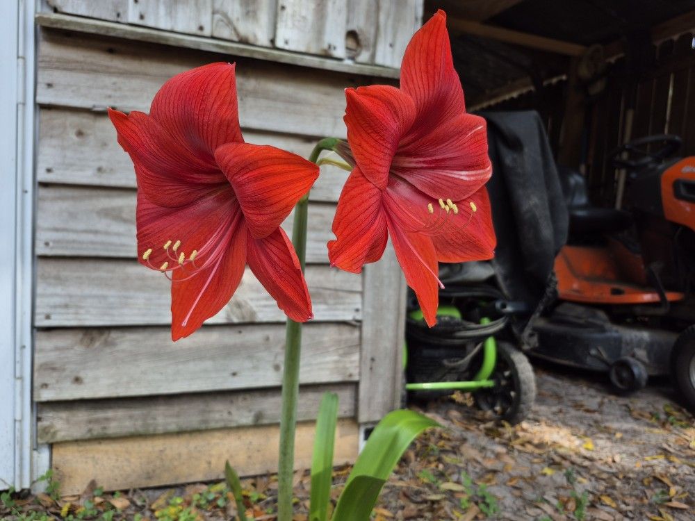 Amaryllis, All Together Or Priced Separate, Price Dropped