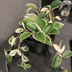 Hoya Krimson Queen Houseplant 