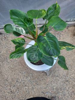 Philodendron Plant 8" Nursery Pot