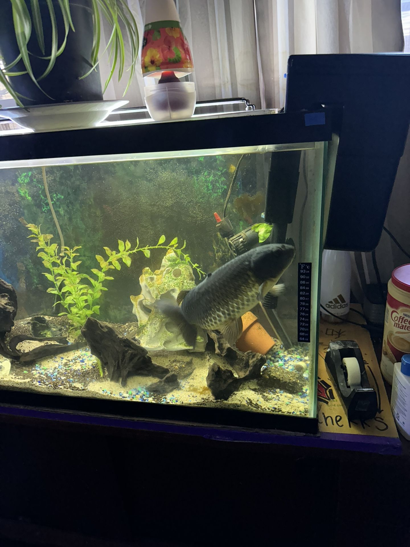 Fish Tank 40 Gallons 