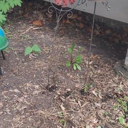 Garden Status 