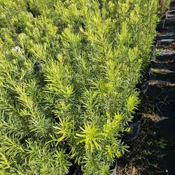 Podocarpus Only $ 8 Big  Qtys