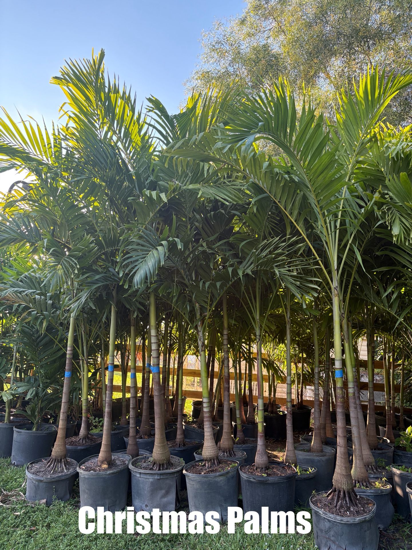 Christmas Palms