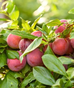 Grafted Plum, Avocado, Nectarine, Pear, Cherry, Peach, Apple, Mandarin Trees