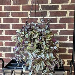 Large Tradescantia Zebrina Hanging Baskets