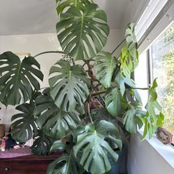 Jumbo Potted Monstera