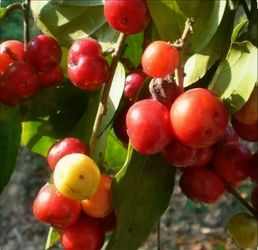 Governor's Plum / Fruit Tree