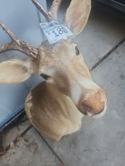 Deer Head 
