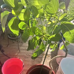 different indoor plants