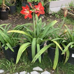 Peruvian Amarillis Lillie Red