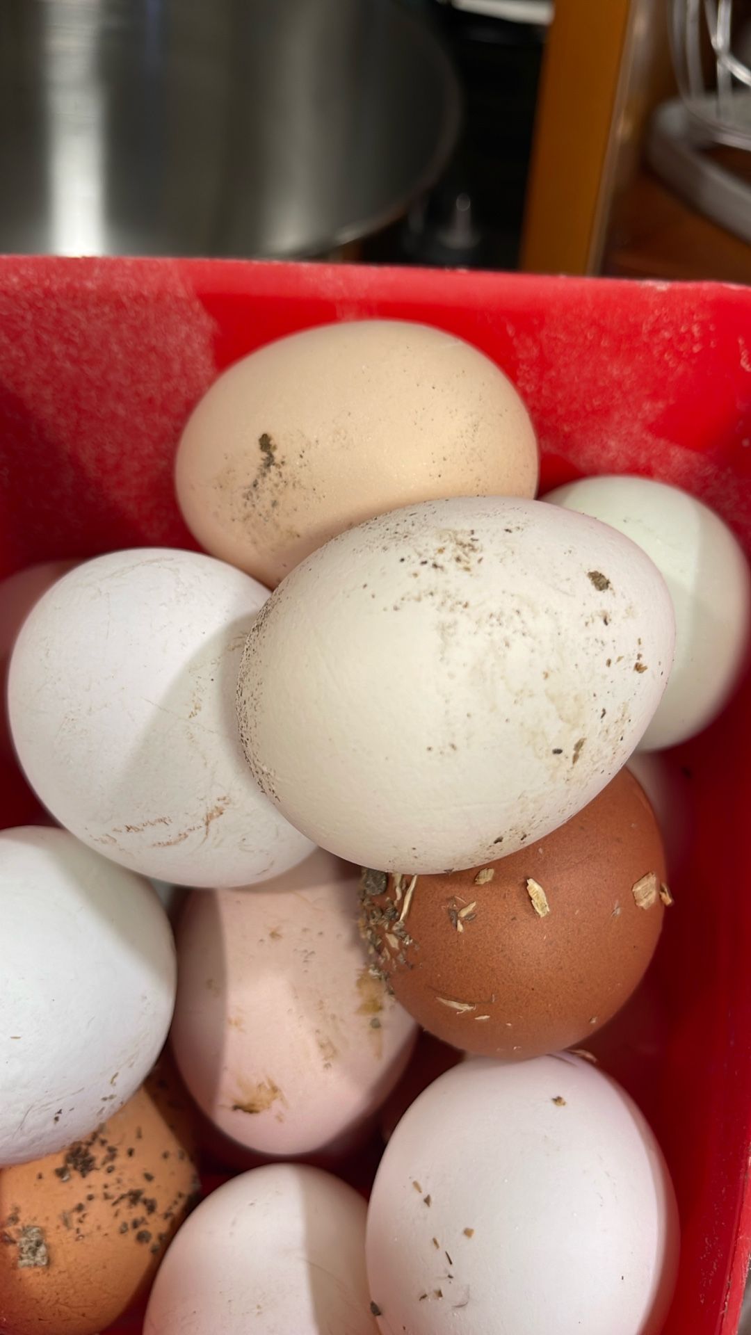 American Bresse Chicken Hatching Eggs