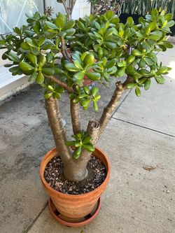 Large Jade Plant in Terra Cotta Pot