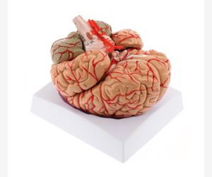 Human Brain Model 8-Part Brain Models Life Size Human Brain Anatomical Model W/Display Base & Color-Coded Artery Brain Teaching Anatomy Model for Scie