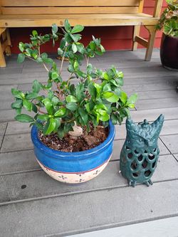  BEUTIFULL TREE BONSAI🌳😍🏡