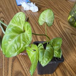 Syngonium - Arrowhead Plant 
