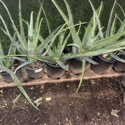 Aloe vera plantas So Many! Different ones available plants