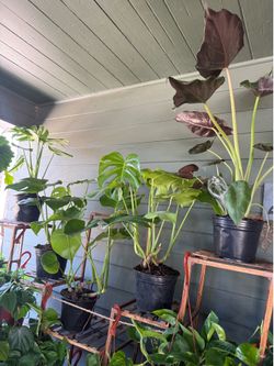 Large Selection of Healthy Houseplants/Indoor Plants