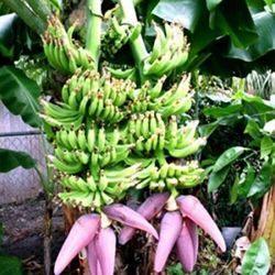 Double Mahoi Banana Dwarf Plants Arboles De Guineo De Doble Racimo Enanos