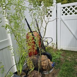 Potted Curly Willow Trees
