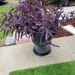 Potted Purple