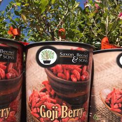 Wolfberry Berry Goji Berry Seedling Live Plant Tree (Lycium barbarum) - Lycium 1 Gallon 2ft Tall
