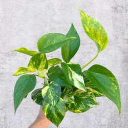 Lush Golden Hi color Variegated pothos plant/ indoor plant/ house plant flower patio garden