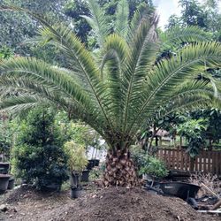 Canary Palm $1200🌴