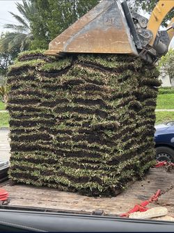 Saint Augustine Pallets Of Grass (Good Quality)