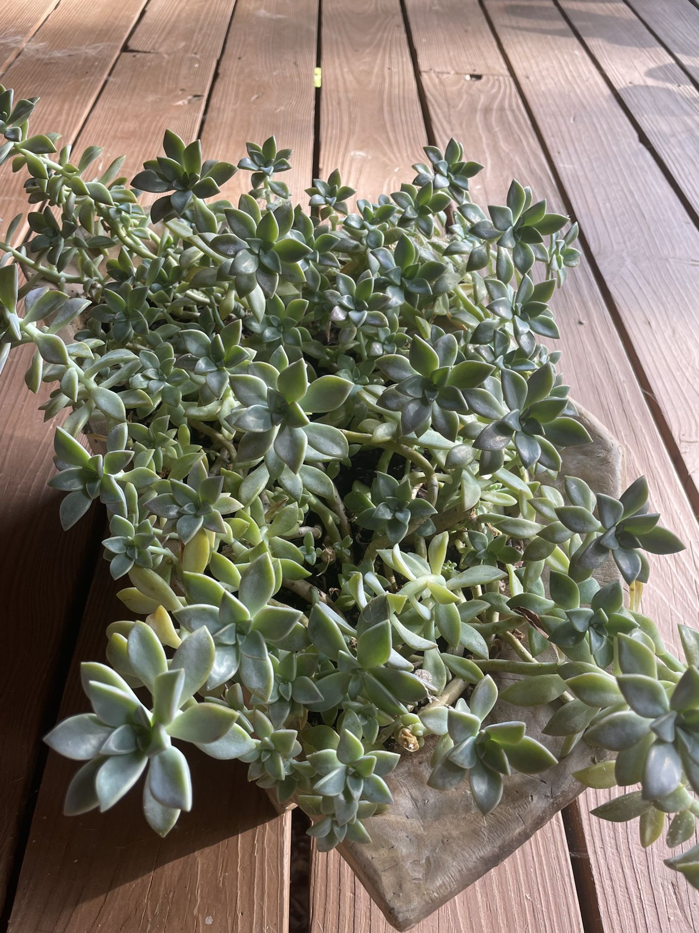 Ghost Succulent Plant W/ Pot 