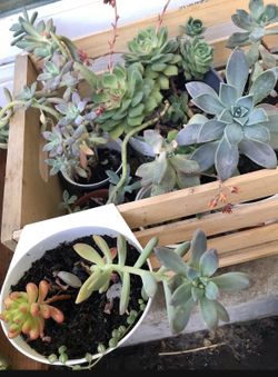 Succulent Cutting Easy To Grow