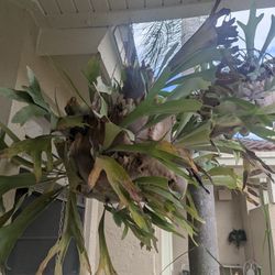 Hanging Staghorn Fern Plant