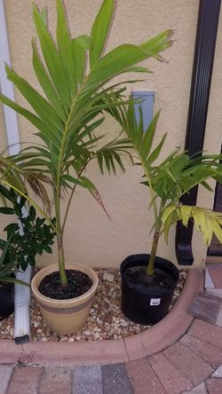 Christmas palms/ Manila palm / dwarf royal