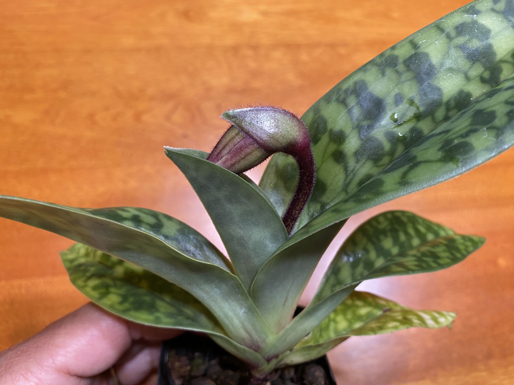 Beautiful Paphiopedilum / Lady Slipper Orchid In Buds