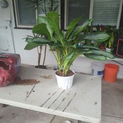 Aglonima Indoor Plants  2 feet Tall In 8inchee Pot