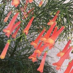 Russelia Equisetiformis Plant.