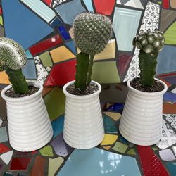 Grafted Cactus (succulent)