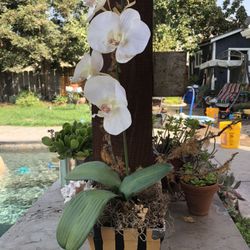 Artificial white orchid plant