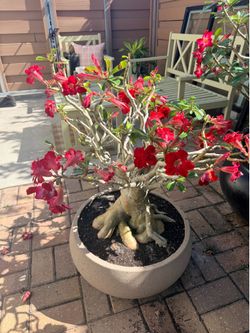 Desert rose