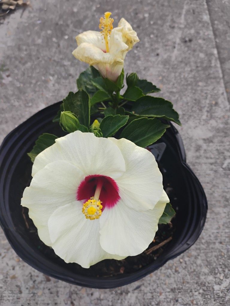 Hibiscus White Plant