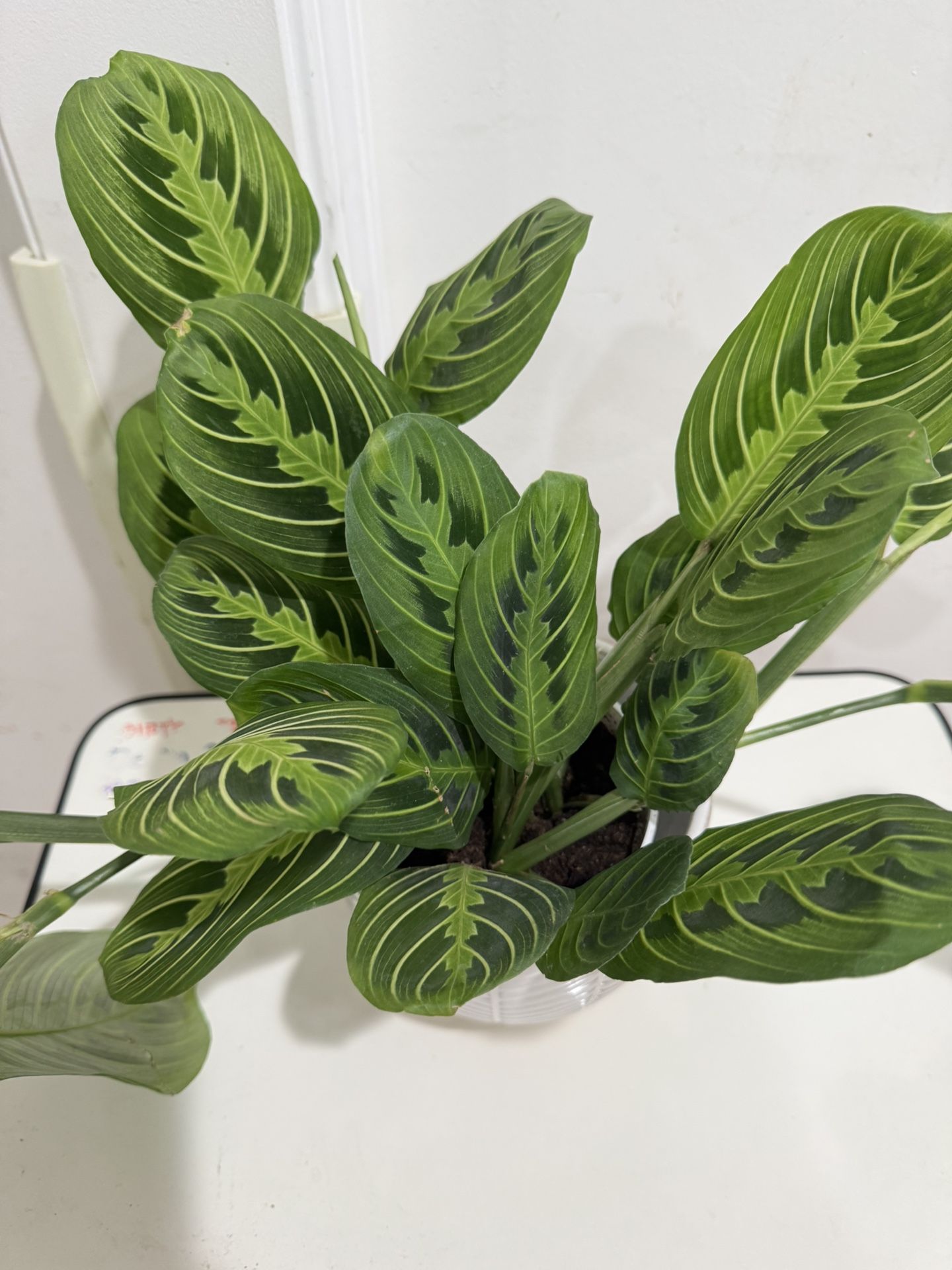 Marantha Lemon Lime