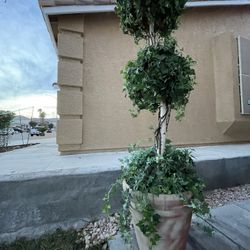 Beautiful Tree 🌳 6ft Tall 