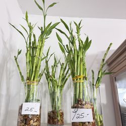 Lucky Bamboo  Varios Tamaños 