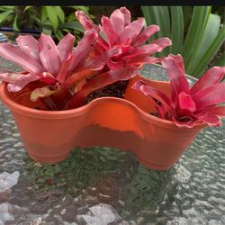 3 Tropical Bromeliad Plants In Triple Pot 